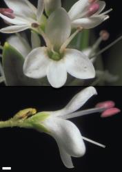 Veronica cryptomorpha. Flowers. Scale = 1 mm.
 Image: W.M. Malcolm © Te Papa CC-BY-NC 3.0 NZ